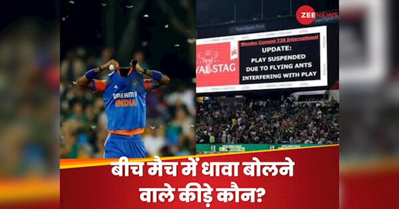 कैसे हैं ये सफेद कीड़े, जो IND vs SA मैच में बने विलेन; इंसानों के लिए कितने खतरनाक?