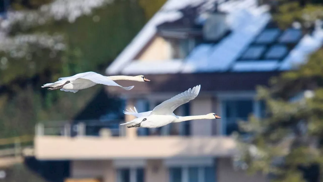 Vogelgrippevirus: Im Kanton Uri der erste Fall der Saison