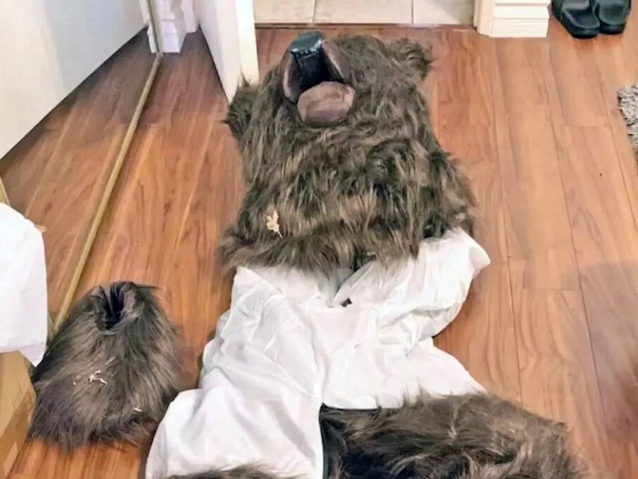 California’s Creative Insurance Scam: Man Dresses As Bear To Trash Rolls-Royce