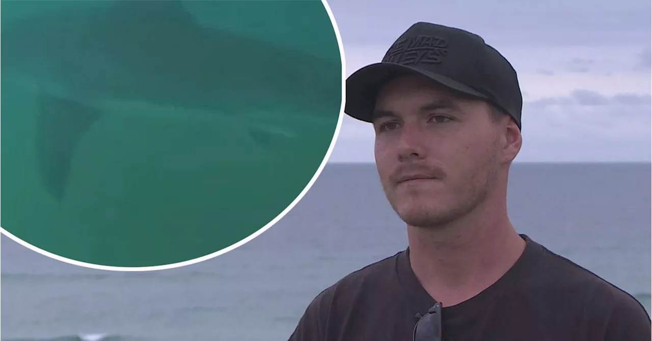 'Pretty scary': Surfer's close call with monster great white shark