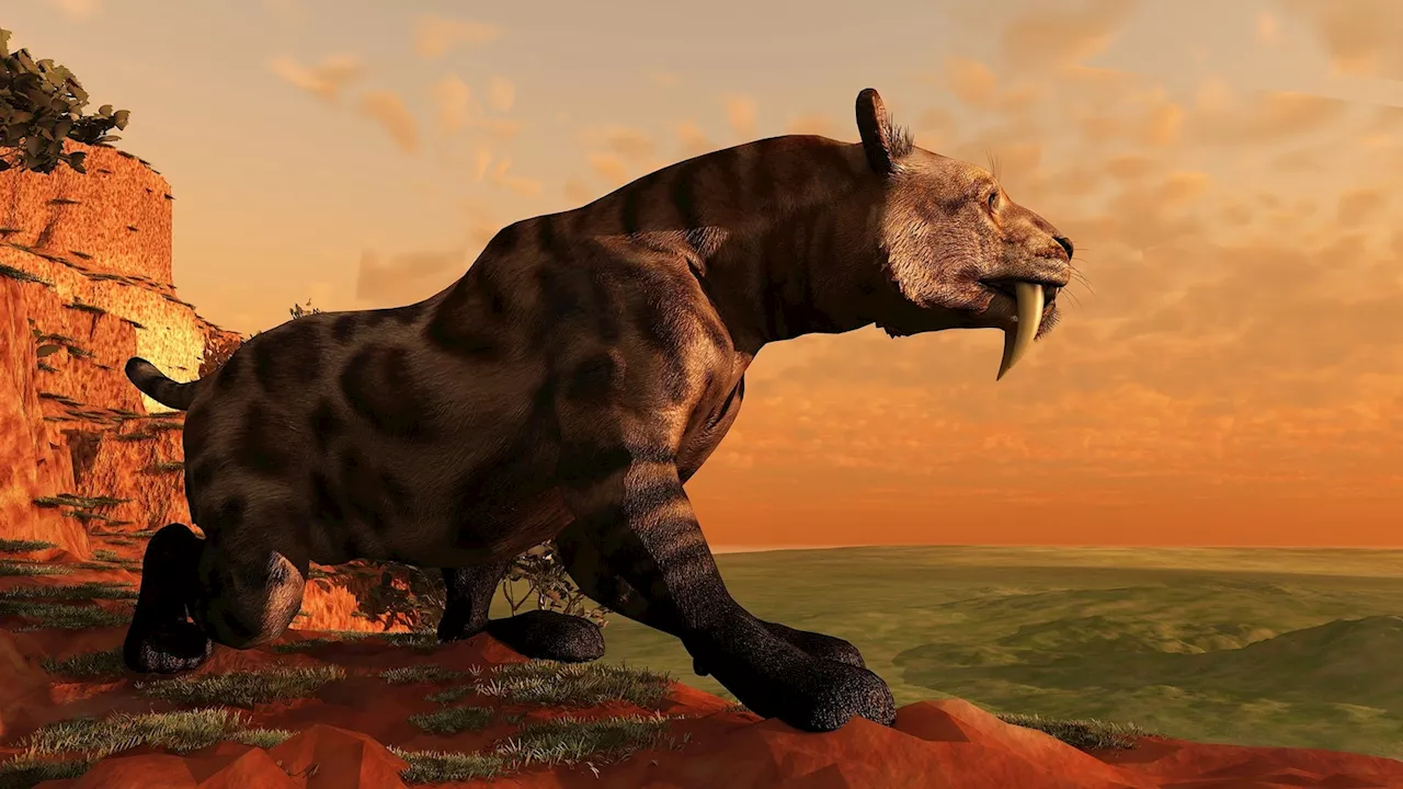 Well-preserved remains of saber-toothed kitten found frozen in Russian tundra, researchers say