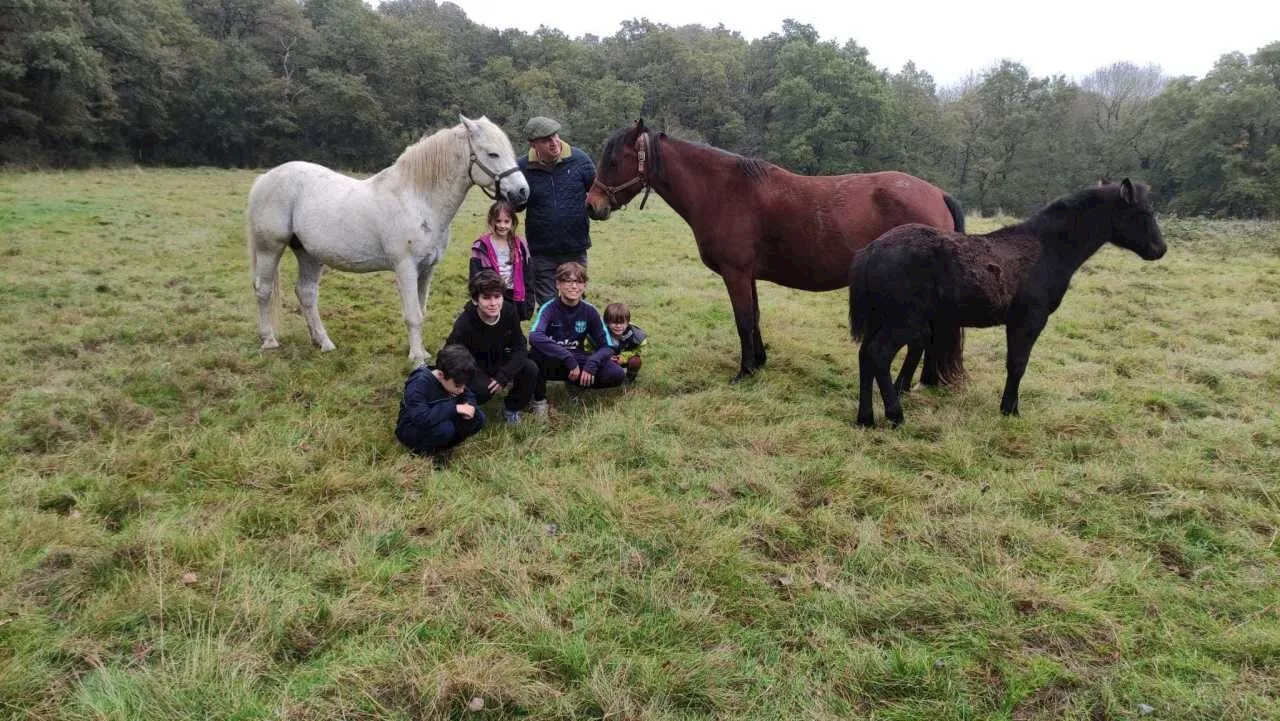 Depuis 30 ans, Daniel élève des poneys du Connemara dans le Vignoble nantais