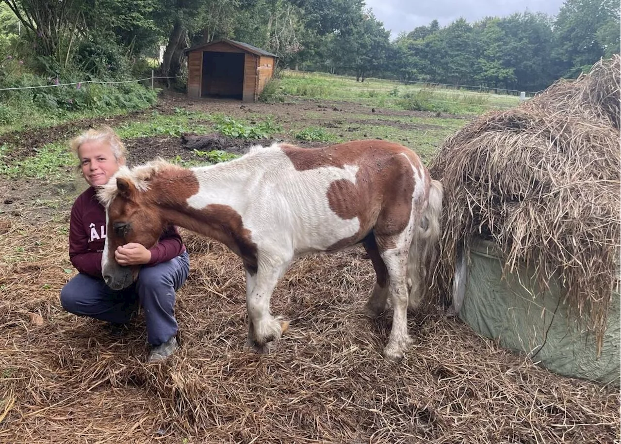 En Bretagne, achetez un sapin de Noël afin de soutenir ce refuge pour animaux