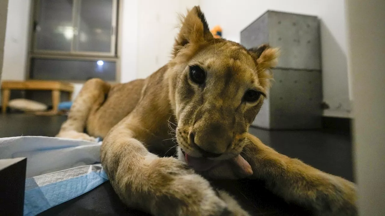 A lion cub escapes from Lebanon despite airstrikes and abuse