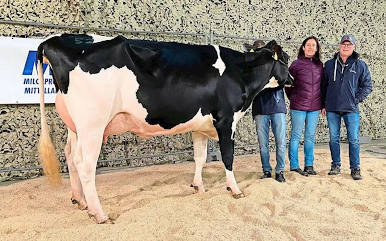 Milch ist etwas wert an der Aargauer Auktion