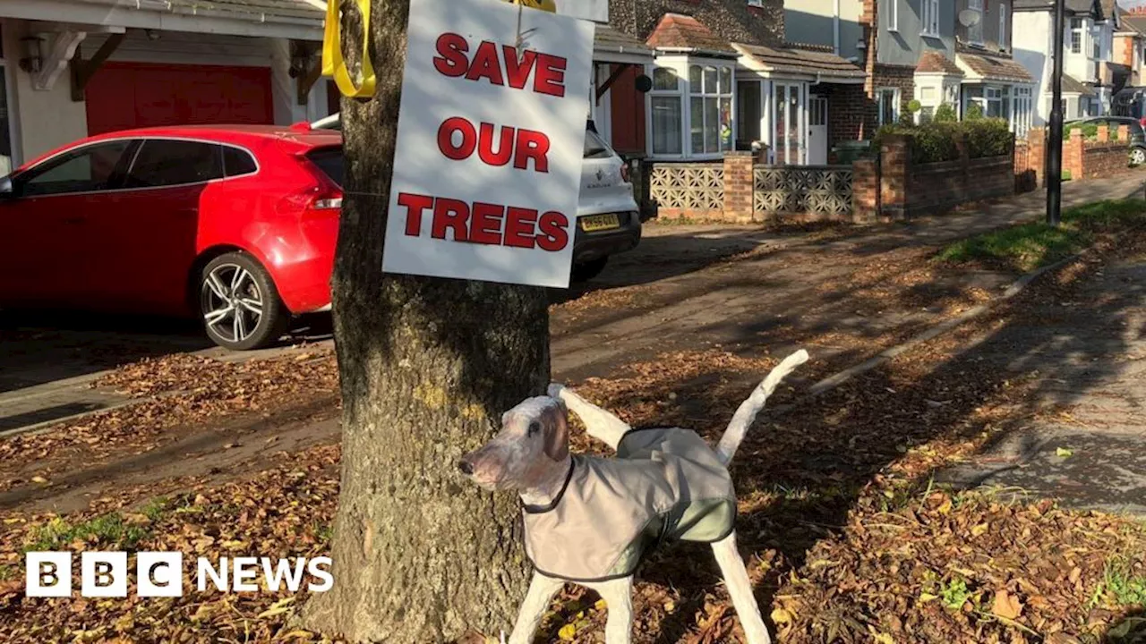 Coventry campaigners plan record tree hug in bid to save 26 trees