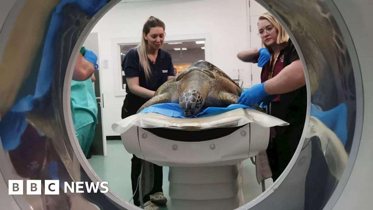 Weymouth Sea Life: Green sea turtles have crucial CT scans