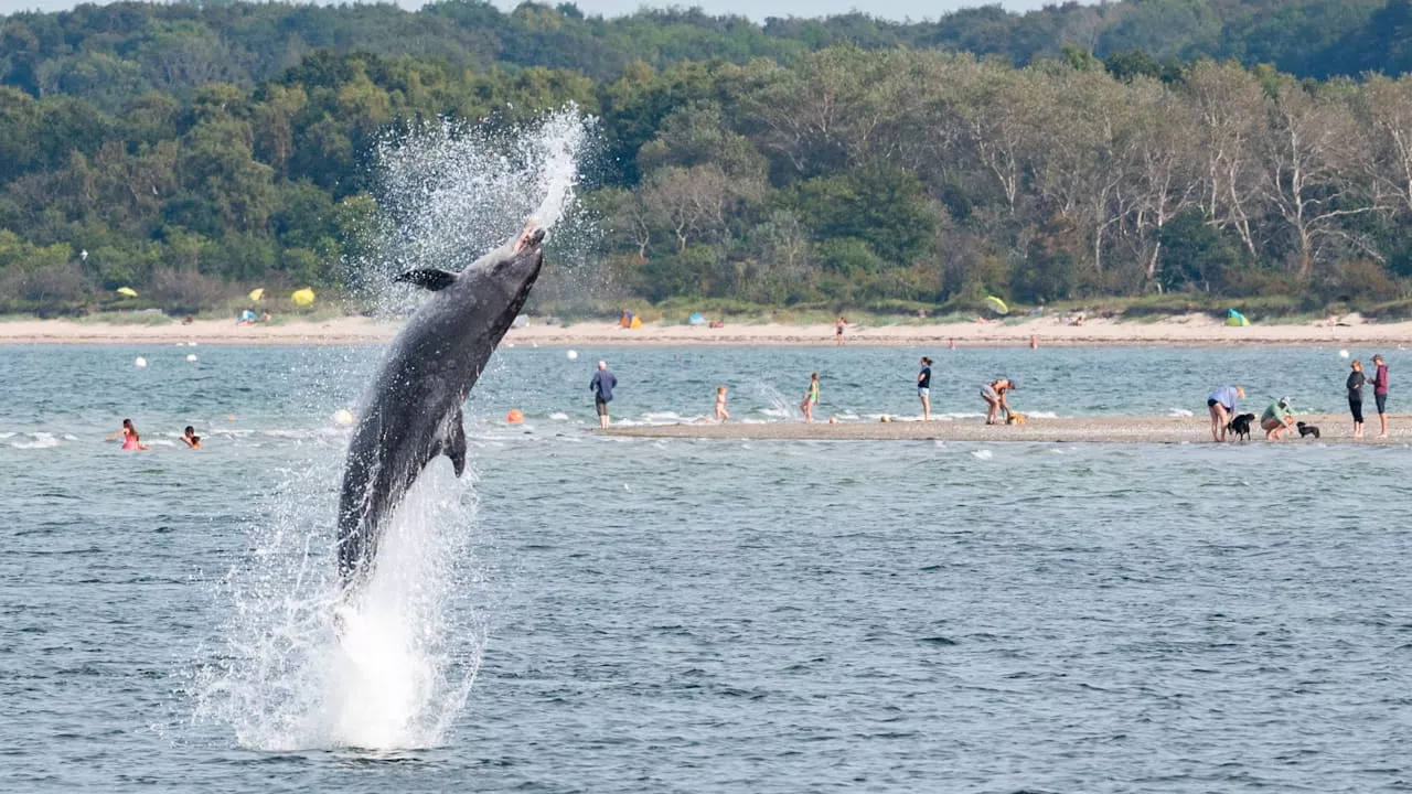 Ostsee: Forscher belauschen einsamen Delfin Delle