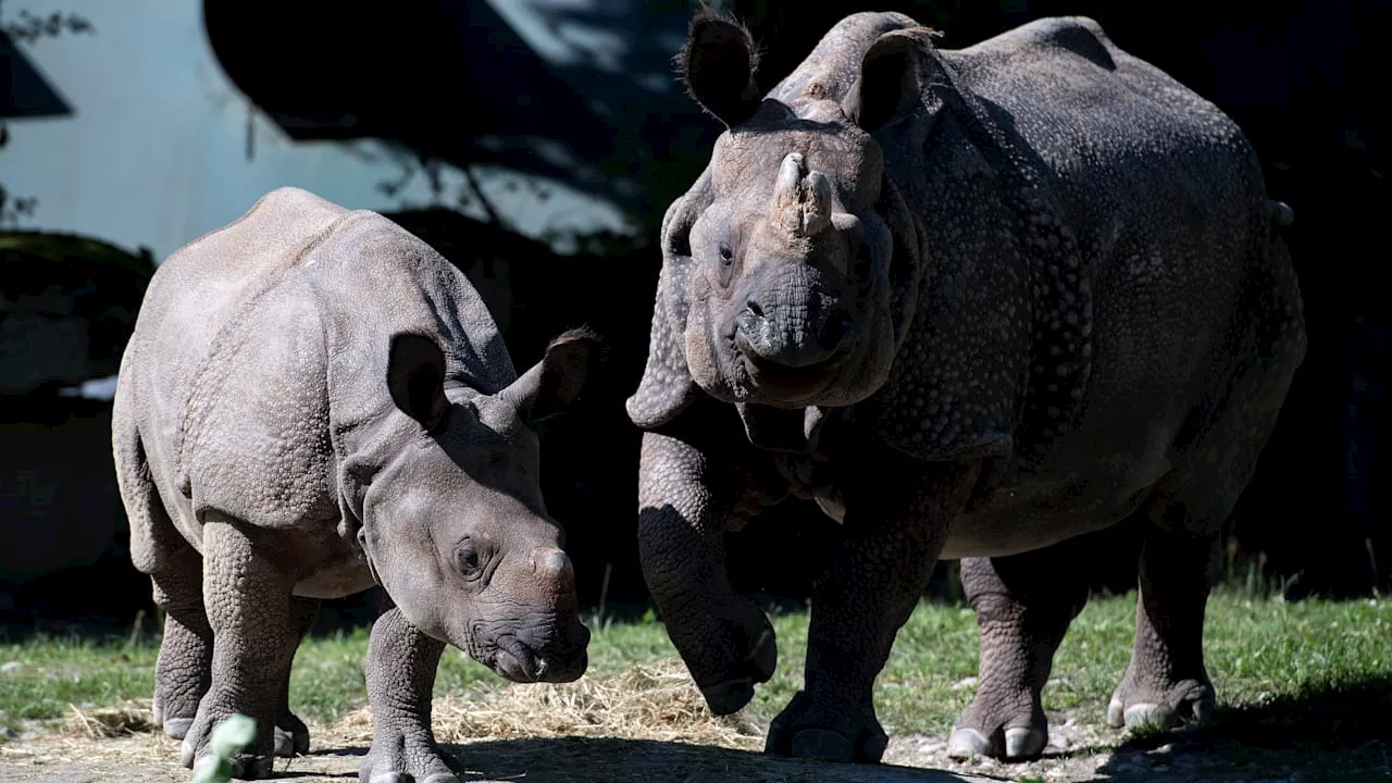 Sie lag tot im Gehege: Münchner Streichel-Nashorn Rapti (35) gestorben