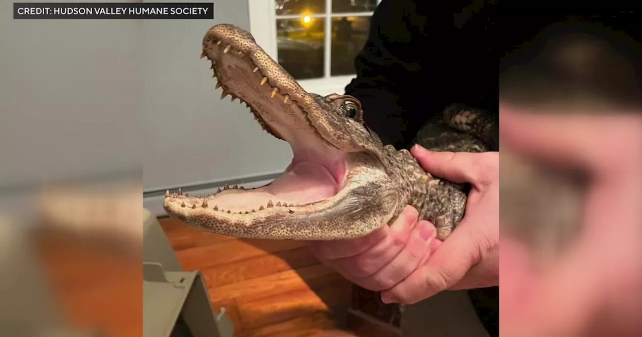 Alligator found in New York creek moved to reptile sanctuary