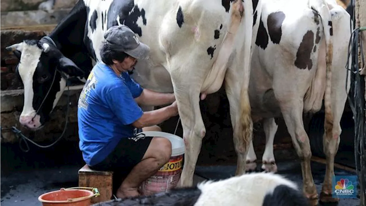 Sedih! Peternak Sapi Perah Lokal Nangis Darah Digempur Susu Impor