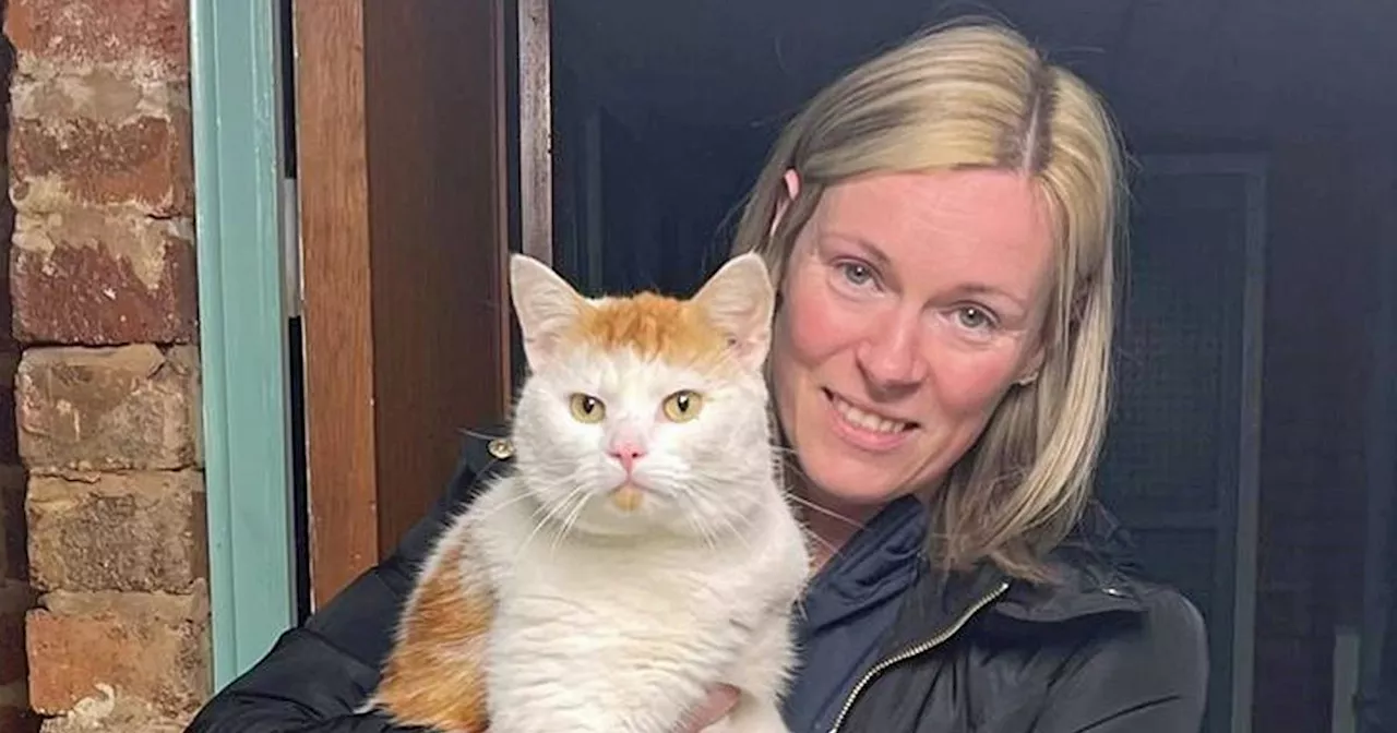 Cat missing from Scottish home found 300 miles away weeks later