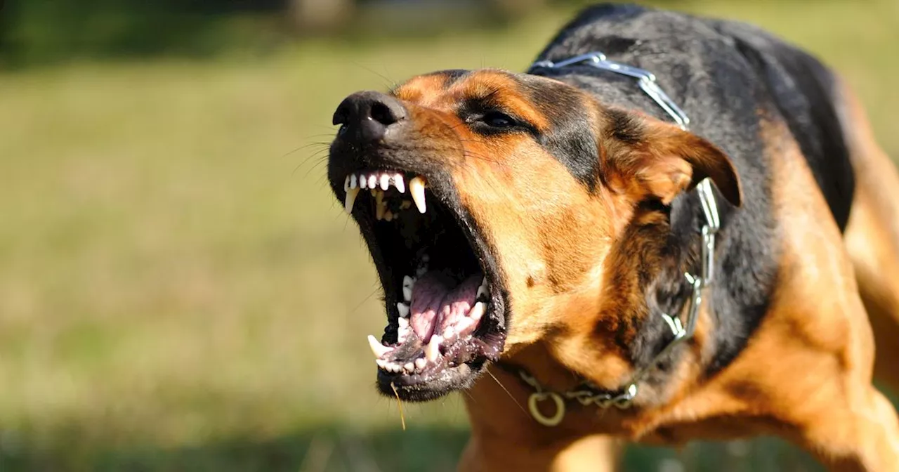 Pack of dogs terrorising Scots village with locals 'scared to leave their homes'