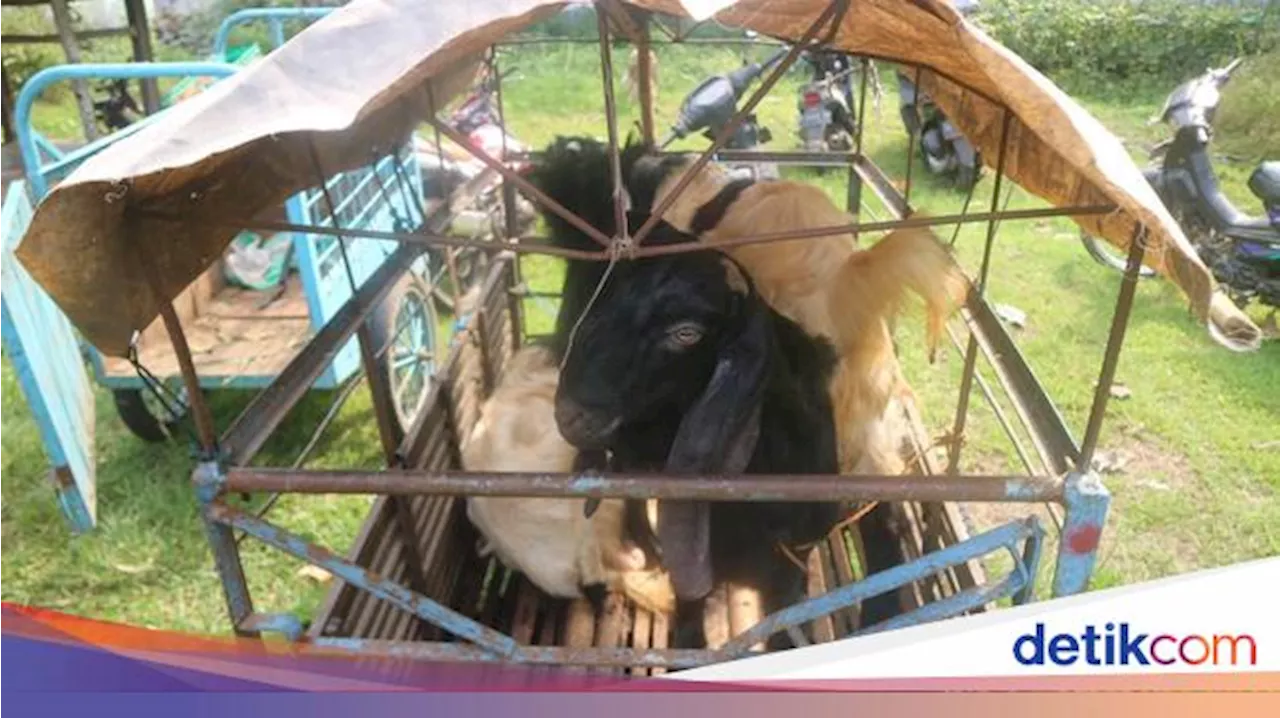 Apa Arti Istilah Kambing Hitam? Begini Asal Usulnya