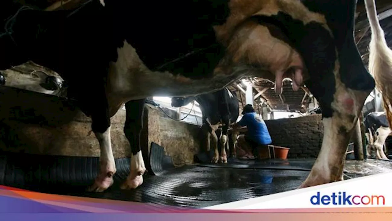 Melihat Peternakan Sapi Perah di Jakarta Saat Heboh Aksi Buang Susu Lokal