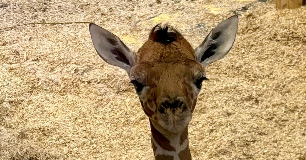 Giraffen im Tiergarten Schönbrunn haben Nachwuchs bekommen