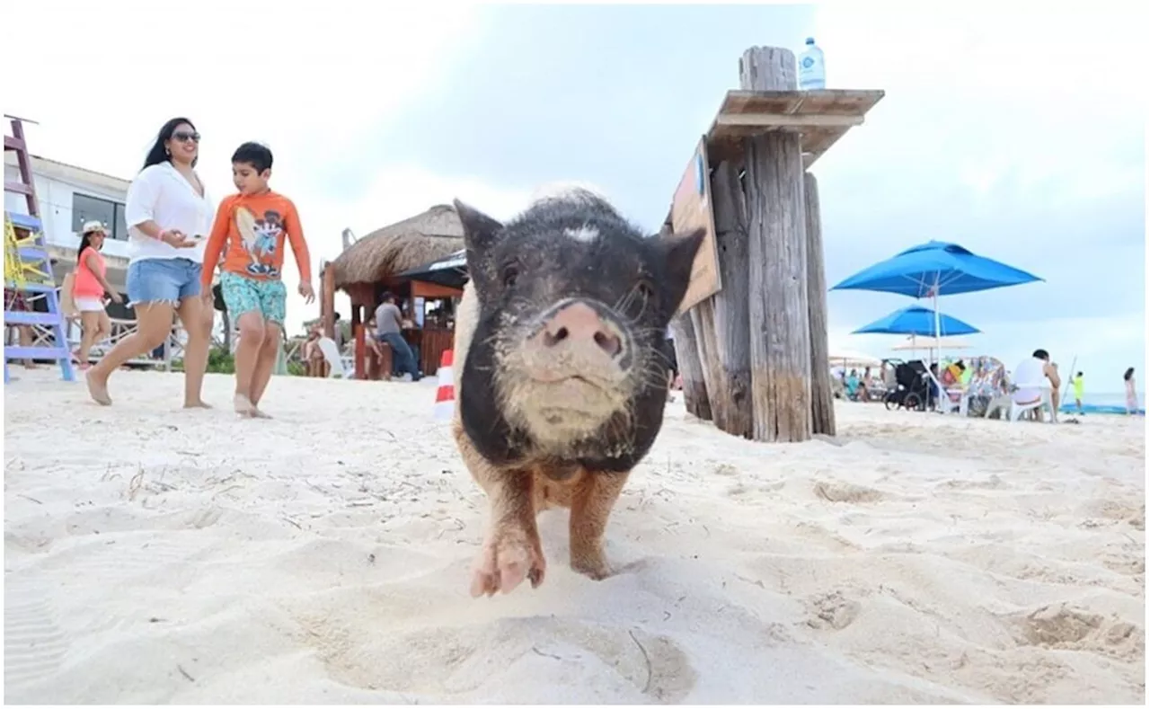 Cierran Playa de los Cerditos en Yucatán; denuncian irregularidades ambientales y administrativas