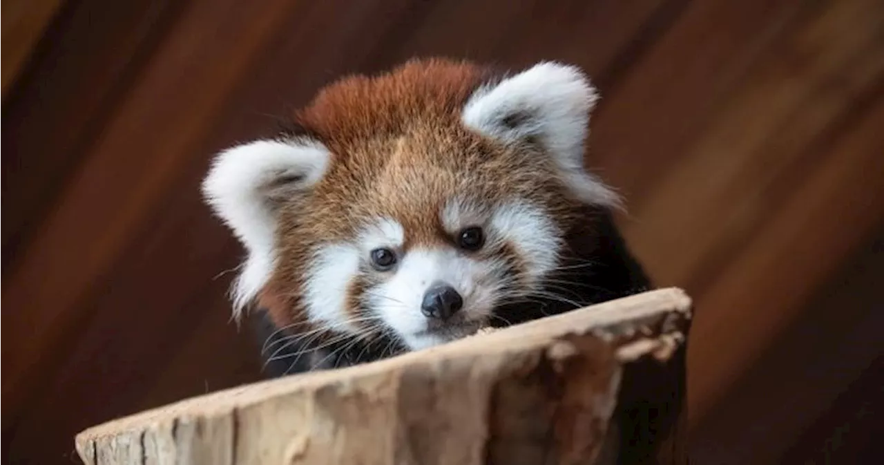 Edmonton zoo debuts endangered red panda cubs Fred and George