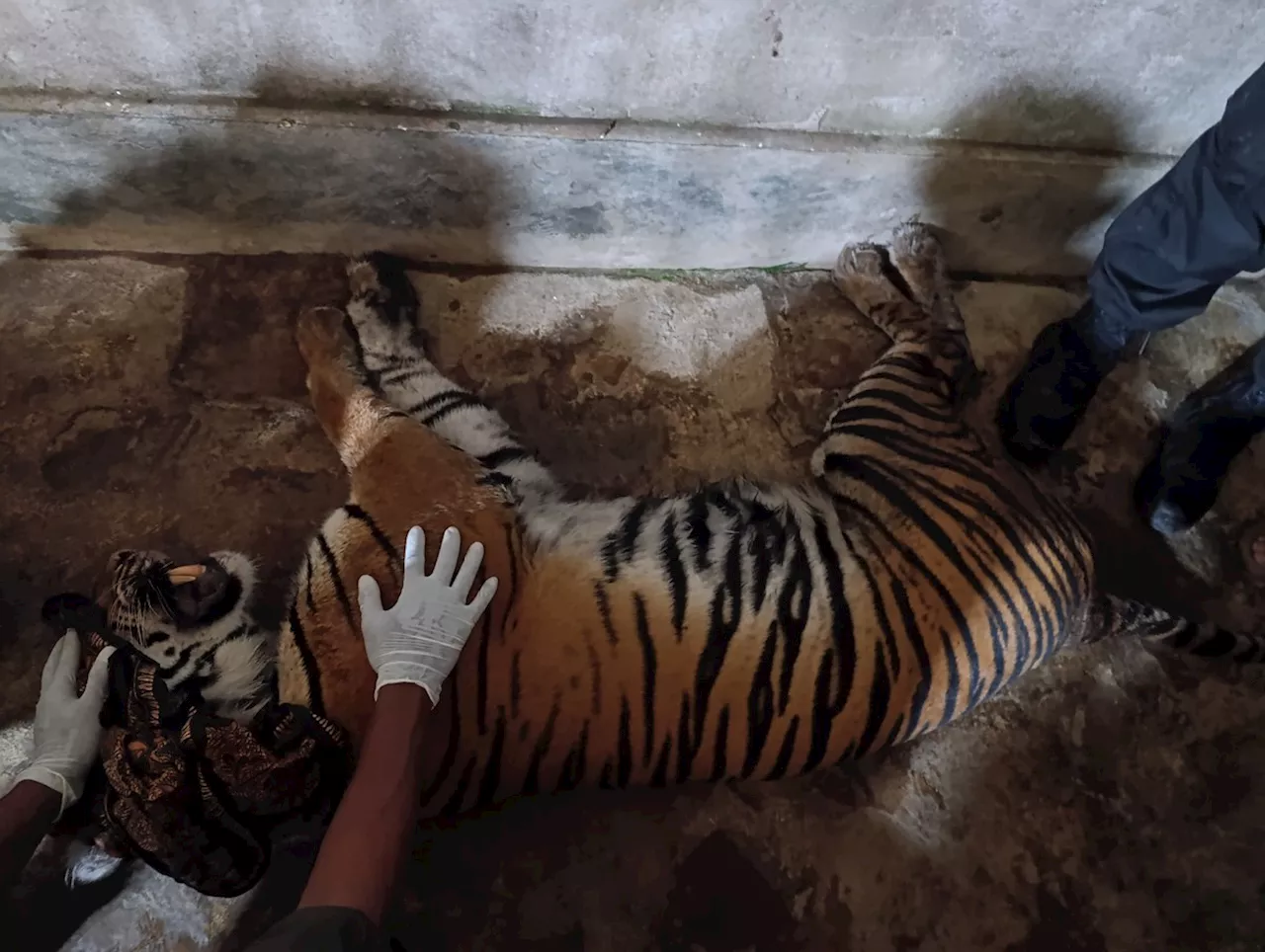 Harimau Sumatera yang Dievakuasi dari Solok Diobservasi di Bukittinggi