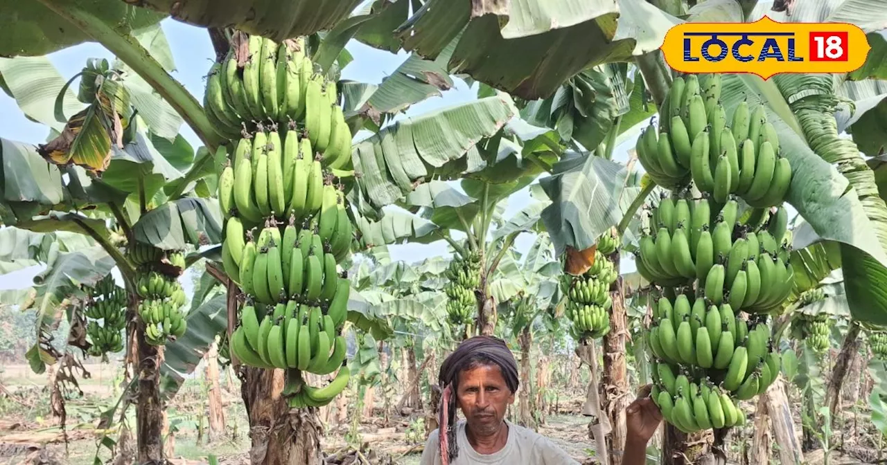 इस फसल की खेती में किसान ने लगाया 50 हजार रुपए, 2 बीघा में किया तैयार, अब घर बैठे हो रही लाखों की कमाई