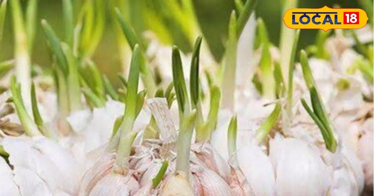 Garlic Farming: सर्दियों में जरूर करें लहसुन की खेती, सरकार भी देगी अनुदान; जानें कैसे मिलेगा लाभ