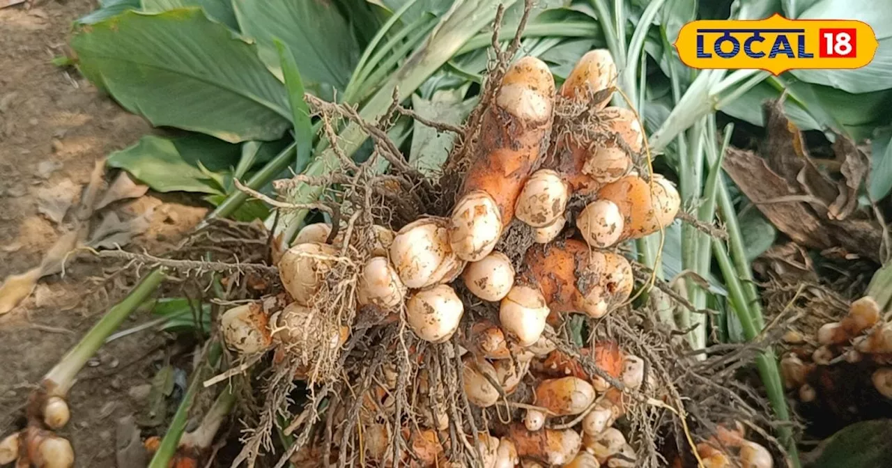 Turmeric Cultivation: बलुई दोमट मिट्टी में करें हल्दी की खेती, बंपर मिलेगा उत्पादन