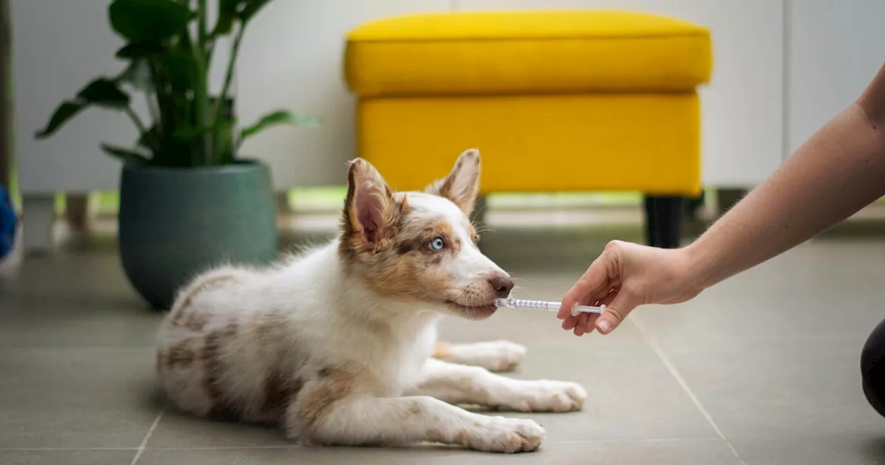 Per diventare grandi bisogna ricordarsi la medicina del cane. Ma che disperazione