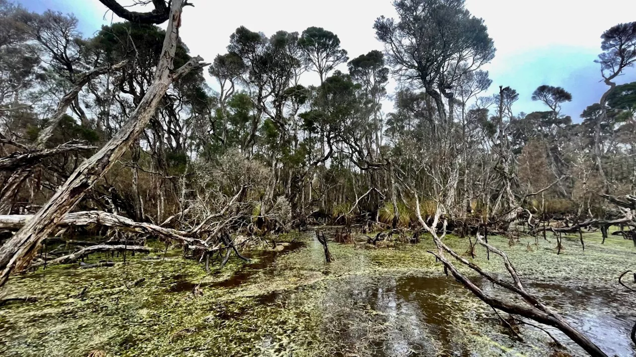 41,000-year-old evidence of first fire use in Tasmania unveils ancient human practices