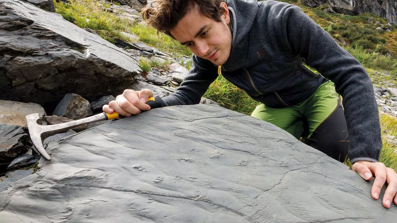 Hiker discovers 280-million-year-old fossils predating dinosaurs in Alps