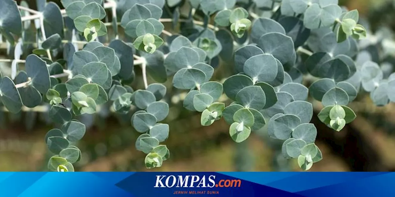 Cara Menanam dan Merawat Tanaman Eucalyptus