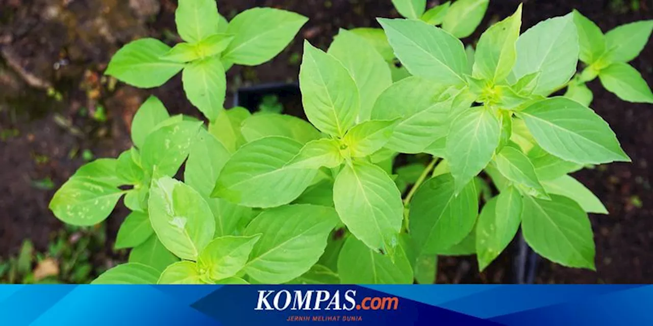 Daun Kemangi Bisa Jadi Obat untuk Penyakit Apa Saja?