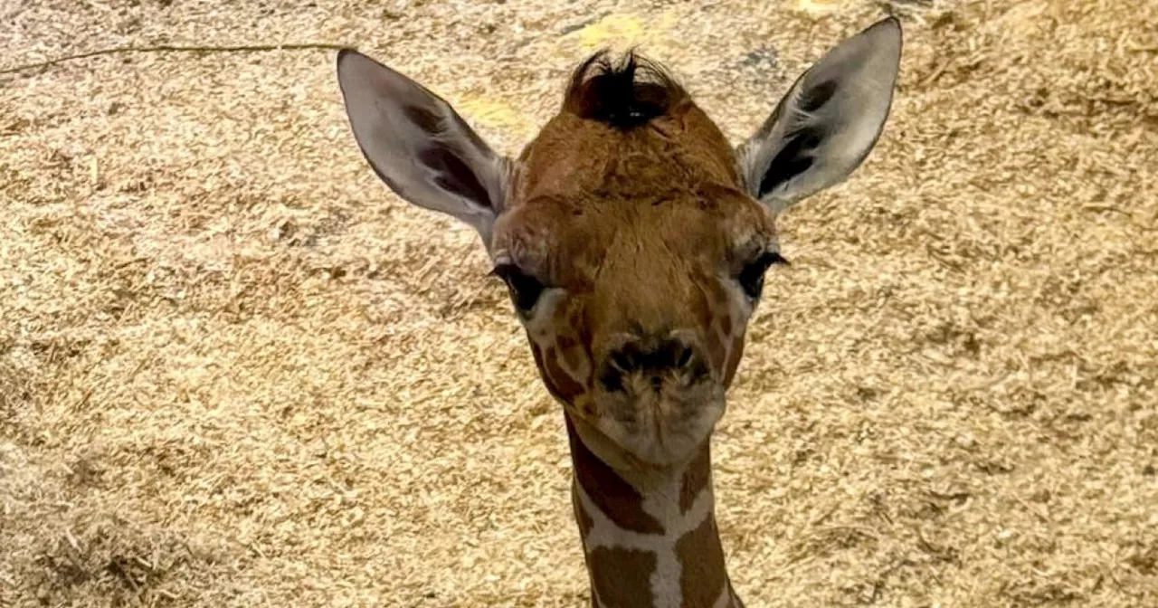 Tiergarten Schönbrunn: Nachwuchs bei den Netzgiraffen