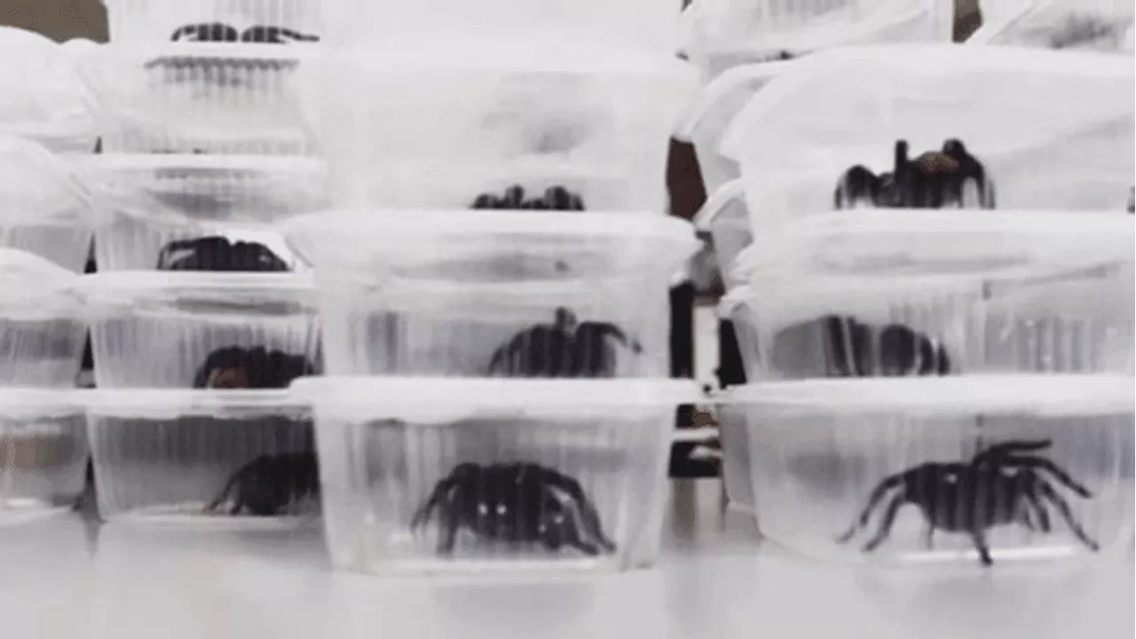 Smuggler caught with 320 tarantulas, 110 centipedes strapped to body at airport