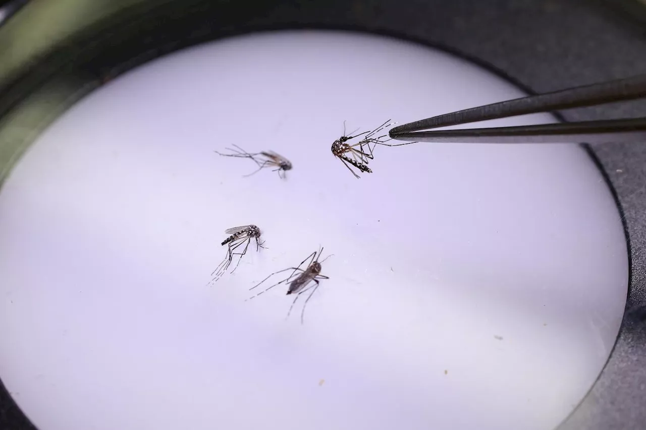 L’épidémie de dengue est déclarée en Guadeloupe