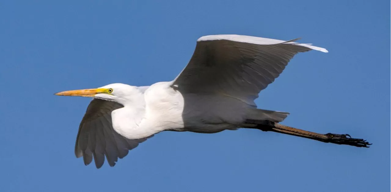 ‘Senseless act:’ Man arrested after popular great egret killed in San Bernardino Mountains