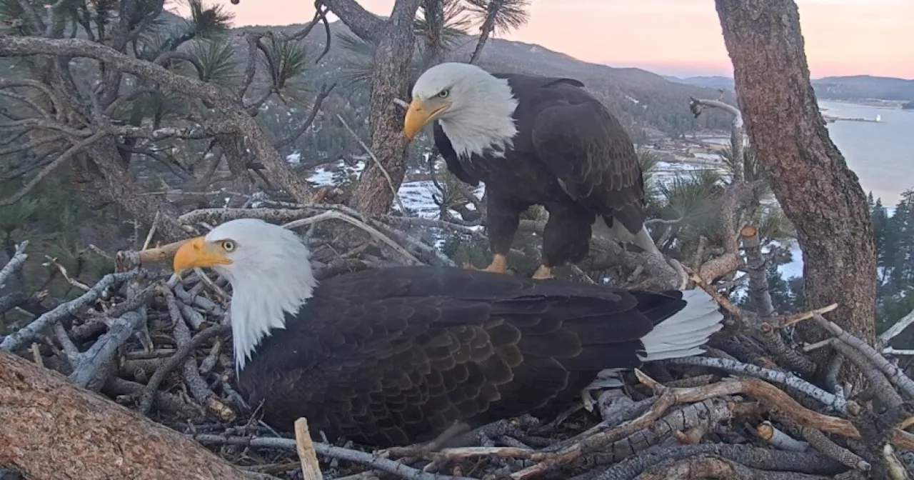 (Fingers crossed) Famed Big Bear bald eagle couple prepare nest for the egg-laying season