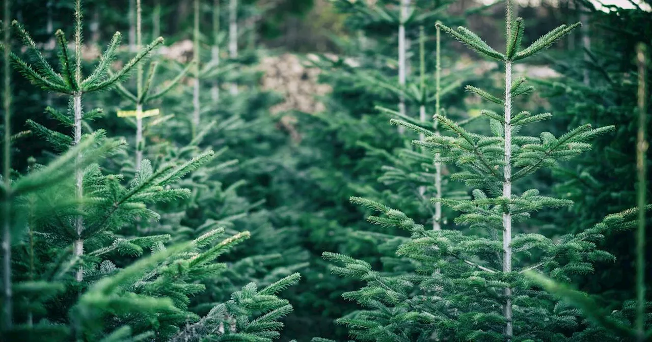 Une parcelle de 600 sapins vandalisés «à coups de sécateurs» près de Lyon