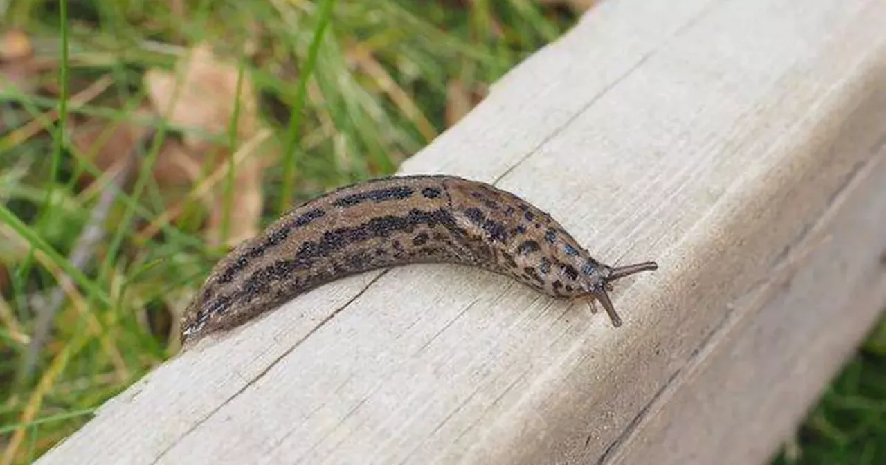 Gardeners issued warning over one type of slug in gardens this winter