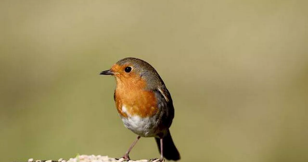 Gardeners warned doing one thing could scare away Robins this Christmas