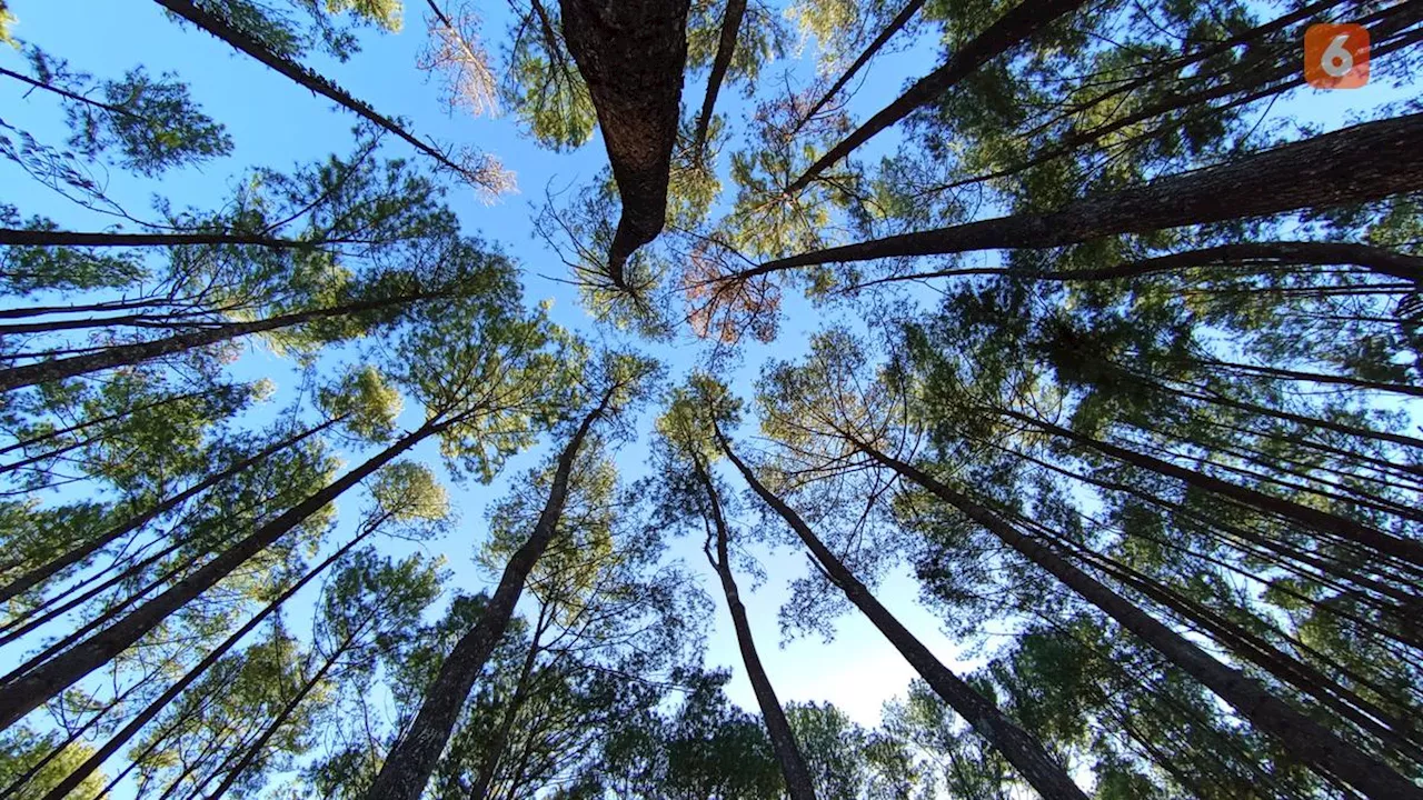 Cedarwood Oil Adalah Minyak Esensial Serbaguna dengan Beragam Manfaat Kesehatan