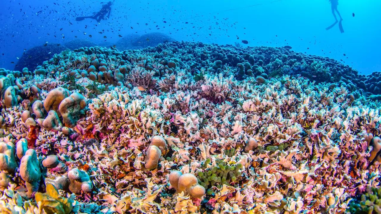 Dikira Batu, Ternyata Karang Terbesar di Dunia Seluas 183 Meter di Kepulauan Solomon