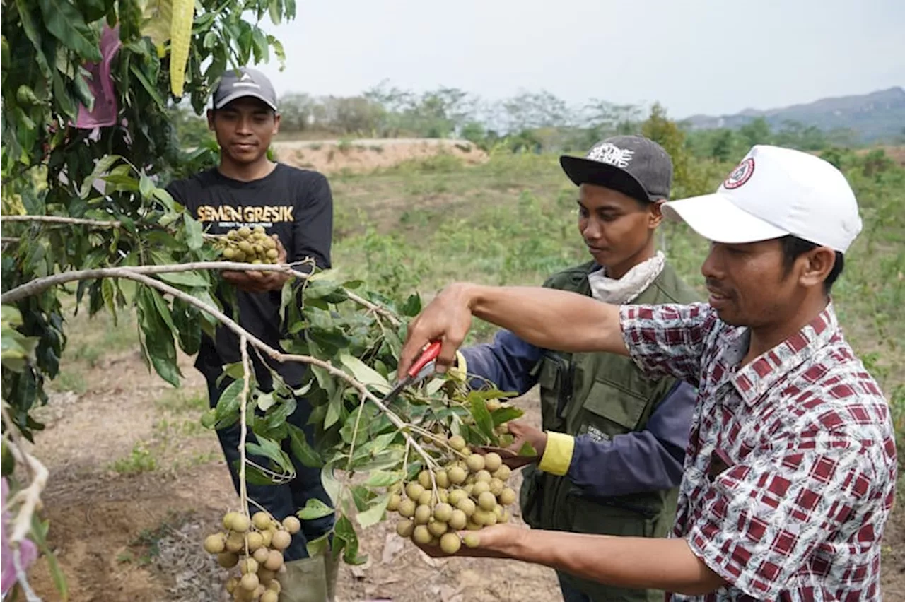 Semen Gresik Tingkatkan Kesejahteraan Petani di Rembang lewat Program CSR