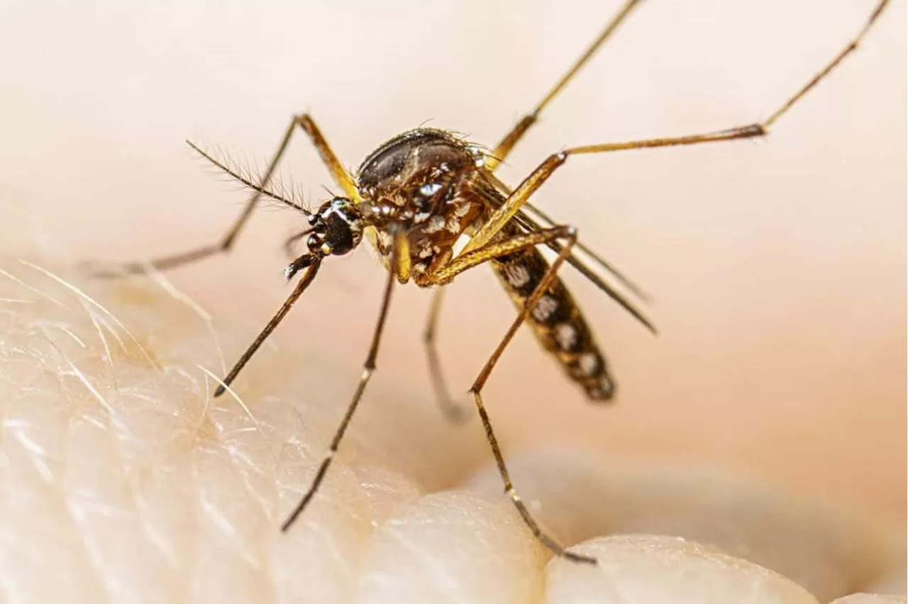 Invasive mosquitoes found in six places in Santa Clara County