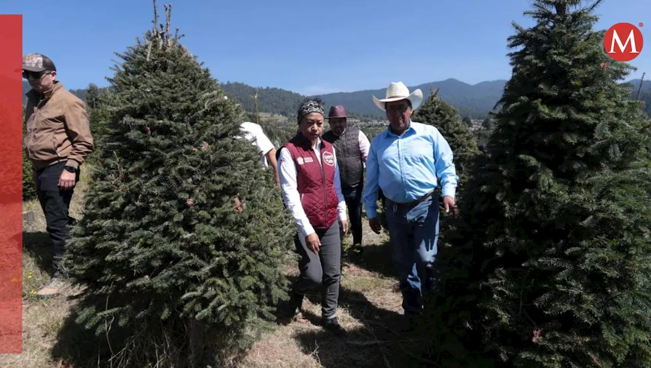 Arranca venta de árboles de navidad en Xonacatlán, Edomex