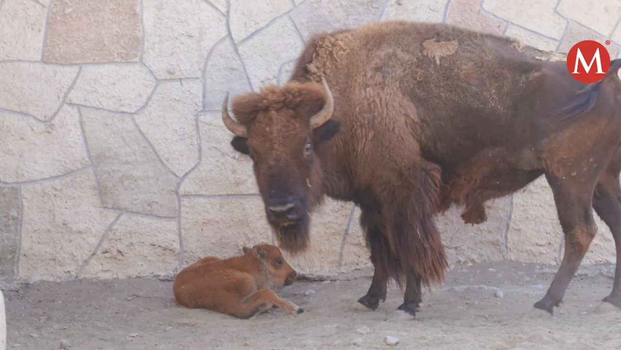 Zoológico de Nuevo Laredo tiene nuevo integrante ¡Nació una bisonte!