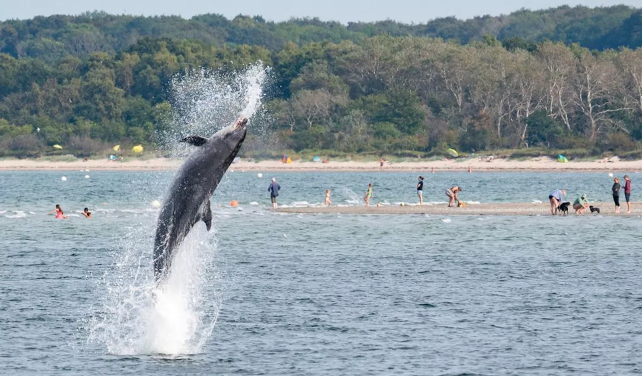 Forscher: Ostsee-Delfin „Delle“ führt viele Gespräche