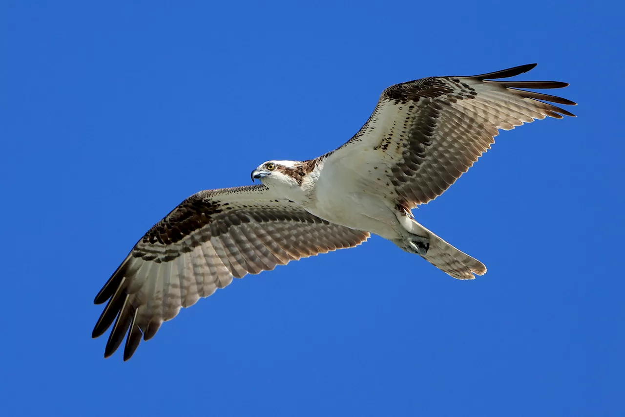 Osprey found in Colombia after 2,500-mile journey from Chicago suburbs