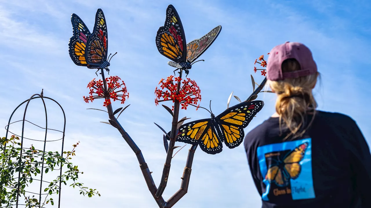 Jewel-like ‘giant insects' are fluttering for The Flower Fields