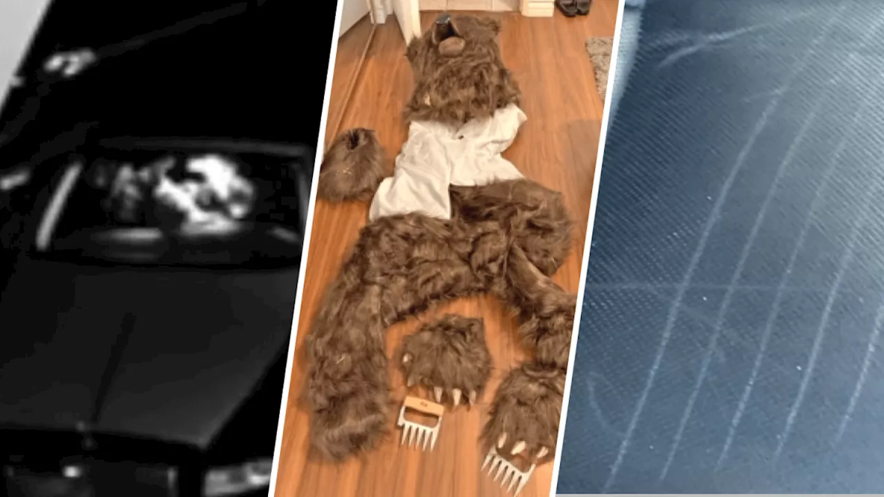 Operation Bear Claw: How investigators busted group behind fake bear attacks with bear costume