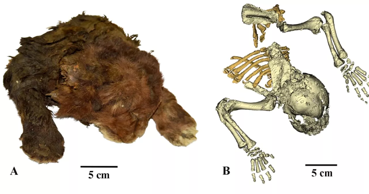 35,000-year-old frozen saber-toothed cat mummy studied for first time ever